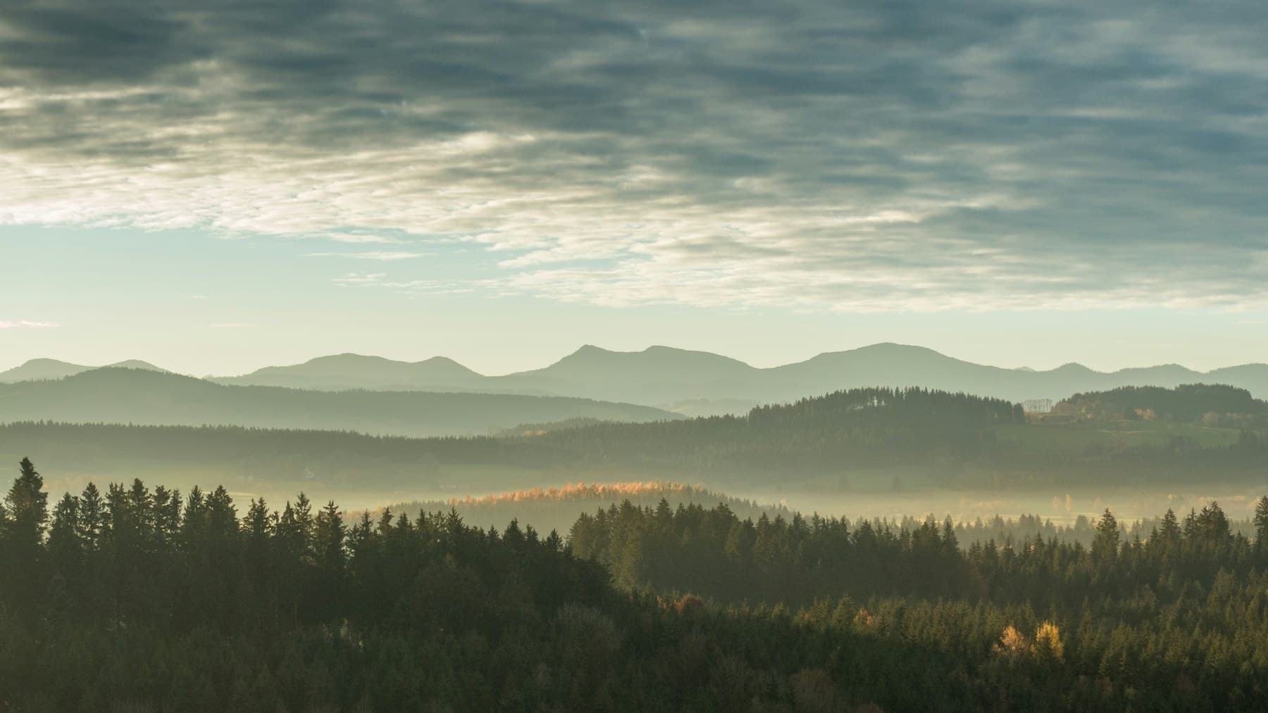 Layered forest and mountain landscape in low cloud