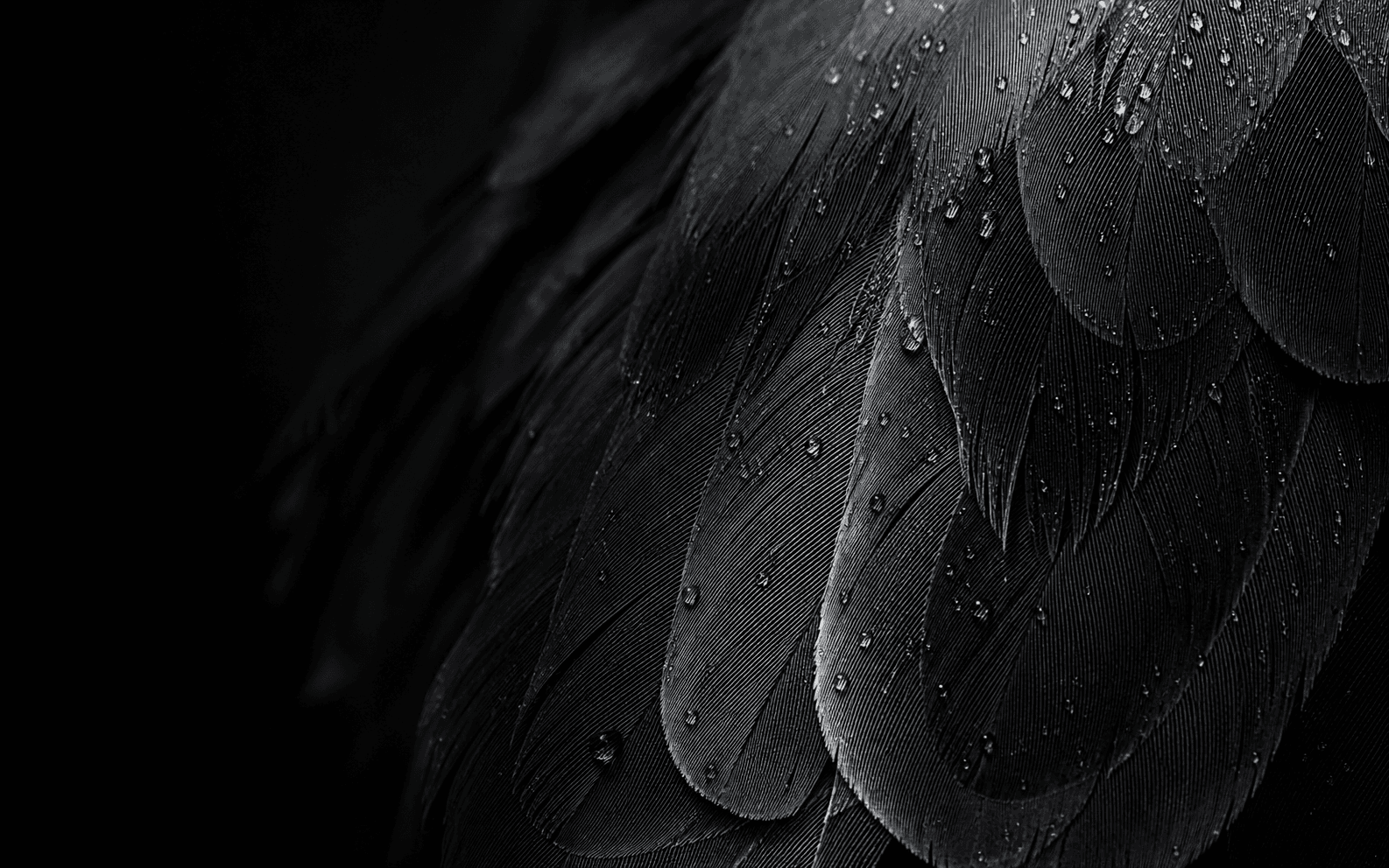 A close study of dark water-resistant feathers